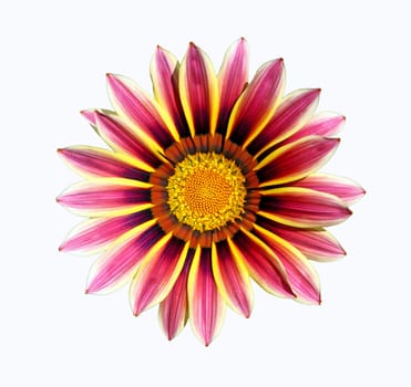 Flower of pink gazania, isolated on white