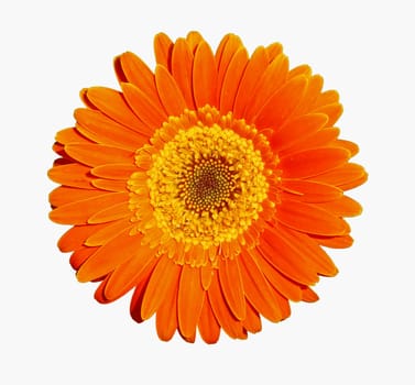 Flower of an orange gerber, isolated on white
