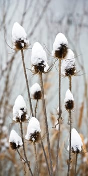 Weaver's teasel in winter