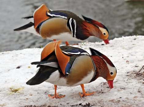 Two male mandarin ducks in the snow