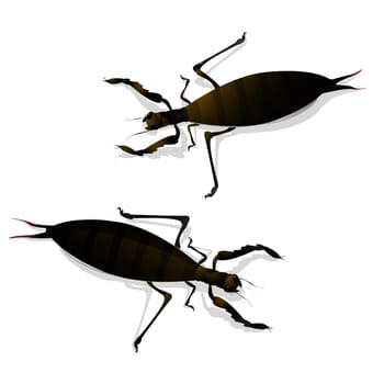Two large insects and shadow. Isolated objects against white background.