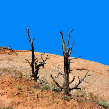 Two dead trees in the desert in a square shot