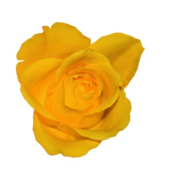 Yellow rose blossom