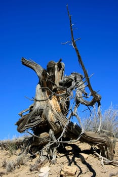 A vertical shot of a a dead juniper root over blue sky