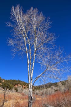 A vertical shot of a birch in a colorful landscape