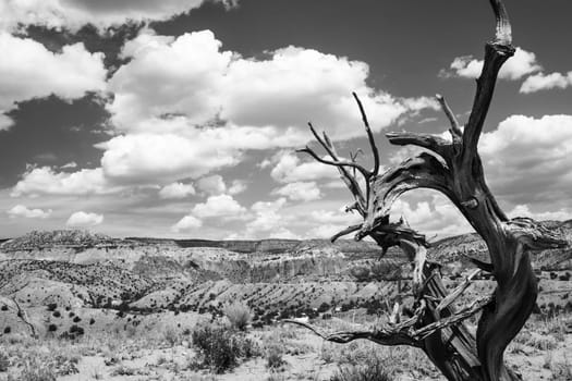 Black and white shot of a dead tree branch under dramatic clouds