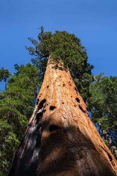 Giant Sequoia in Sequoia National Park in California in the United States of America