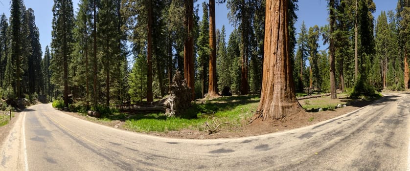 overview of a road with fallen sequoia in Sequoia National Park in California in the United States of America