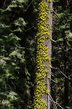 tree with moss in Sequoia National Park in California in the United States of America