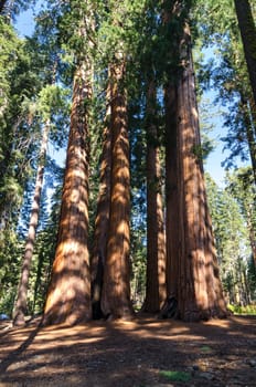 sequoia house group in Sequoia National Park in California in the United States of America
