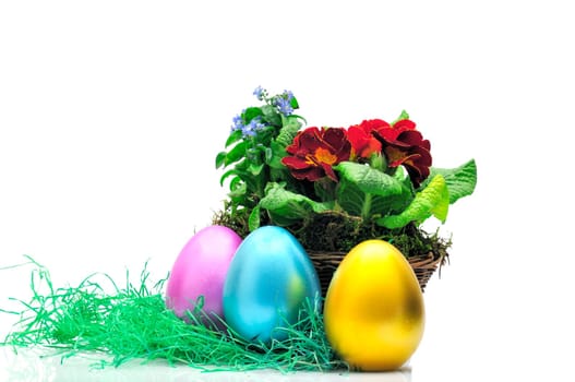 Easter primroses