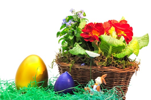 Easter primroses