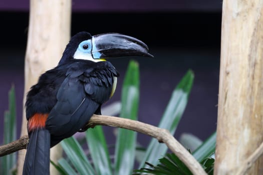 Details of a channel billed toucan in captivity