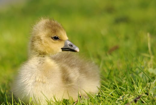 Gosling