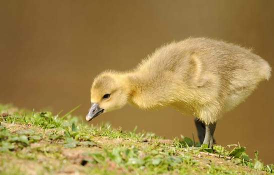 Gosling