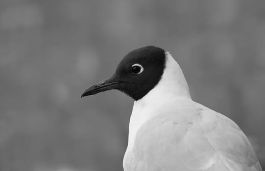 Gull