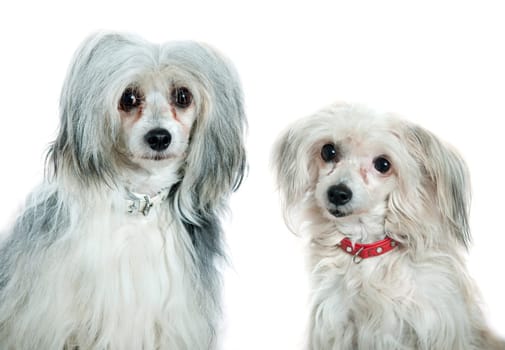Chinese crested dogs in front of a white background