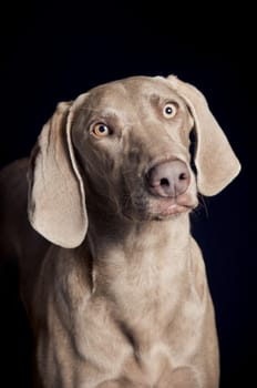 Weimaraner dog studio portrait on black background