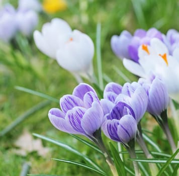 Flowers without food