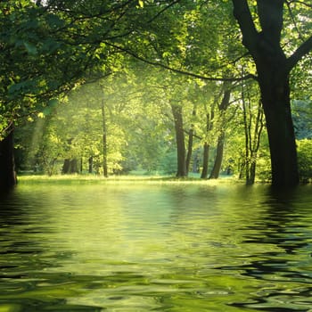 forest without cake without mushrooms without gras without aegeria