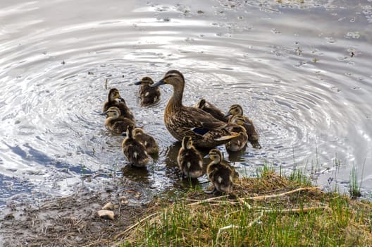 ducks family  on a lake in Bryce Canyon National Park in Utah in the United States of America