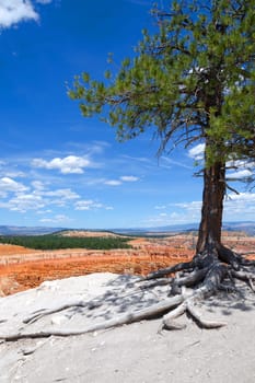 landscape in Bryce Canyon National Park in Utah in the United States of America