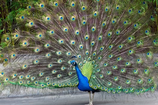 peacock