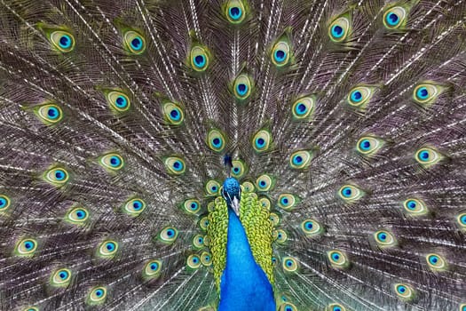 peacock