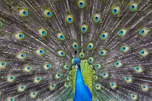 peacock