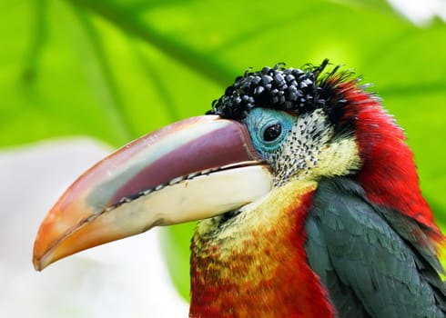 tropical bird
