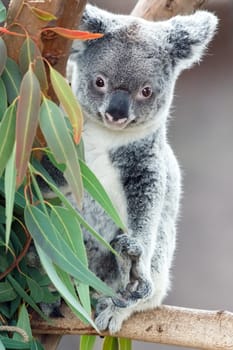 koala
