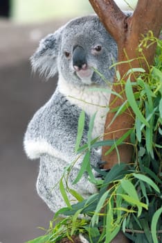 koala