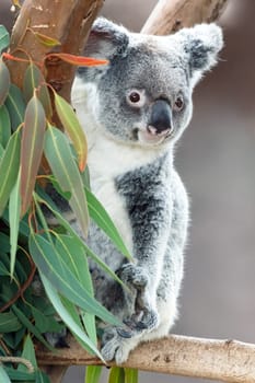 koala