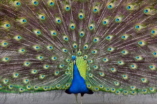 peacock