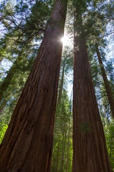 Yosemite National Park - Mariposa Grove Redwoods - California