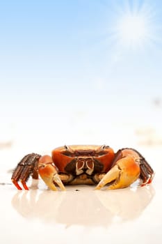 Tropical crustacean on the beach