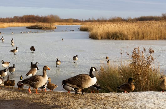 ducks and geese round a frozen pond