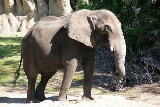 Huge male African elephant walking around