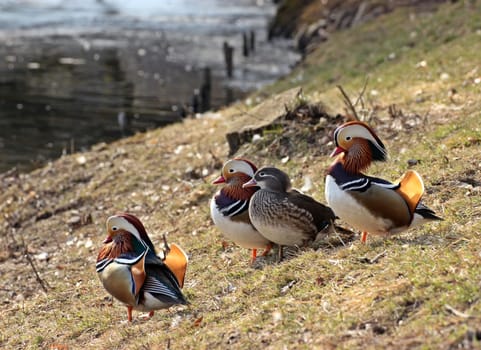 Mandarin duck couple with two rivals