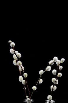 willow catkin