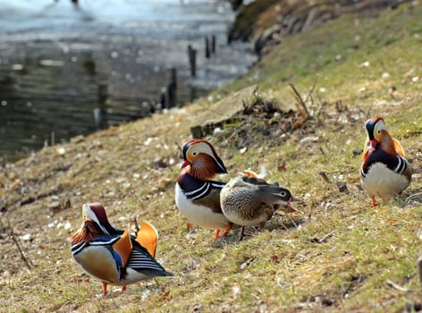 Female mandarin duck drives away unwanted lover