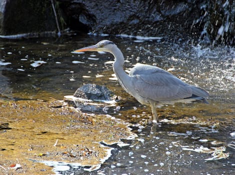 Grey Heron at a Waterfall
