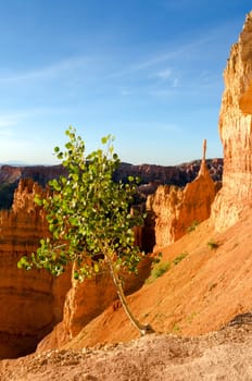 Bryce Canyon National Park in Utah in the United States of America