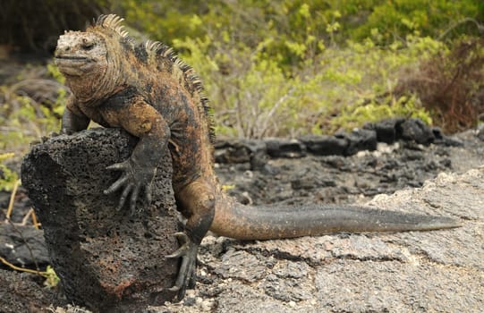 Marine iguana on lava rock