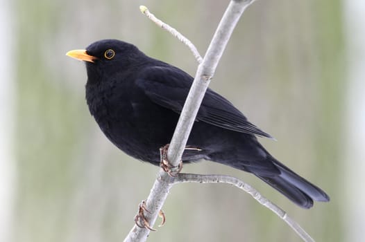 Turdus merula - The blackbird