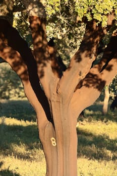 Detail of a cork tree recently stripped - quercus suber - Alentejo, Portugal