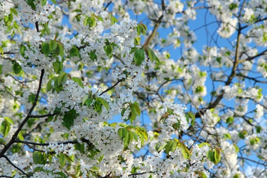springtime - blossoms cherry tree with blue sky