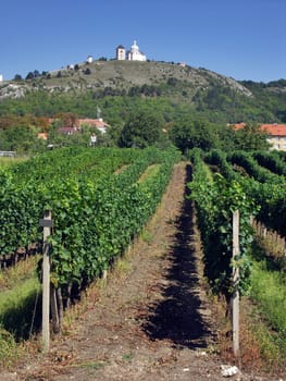 Czech Republic - Mikulov (Svaty kopecek) with vineyard