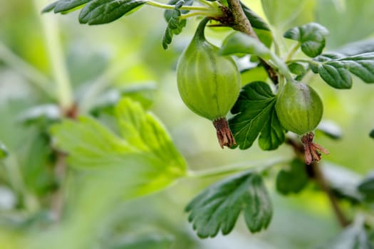 Fresh gooseberries from organic farming