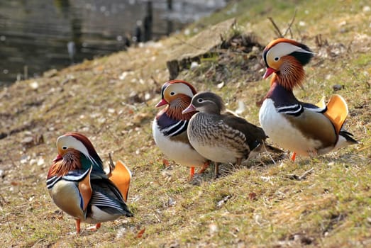 Mandarin duck couple with two rivals